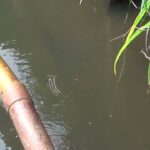 【タナゴ釣り 小物釣り】斜面林に囲まれた田んぼわきの小さな用水路で小物釣り 2025年9月上旬