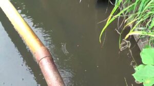 【タナゴ釣り 小物釣り】斜面林に囲まれた田んぼわきの小さな用水路で小物釣り 2025年9月上旬