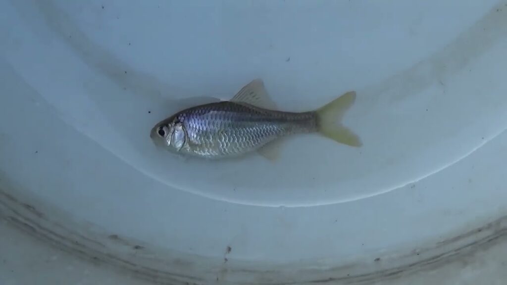 【タナゴ釣り 小物釣り】斜面林に沿う道と田んぼの間のホソで小物釣り 2025年9月上旬