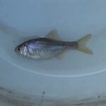 【タナゴ釣り 小物釣り】斜面林に沿う道と田んぼの間のホソで小物釣り 2025年9月上旬