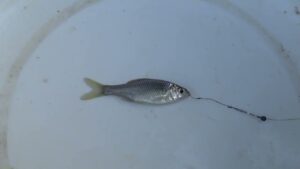 【タナゴ釣り 小物釣り】田んぼの間を流れる用水路で小物釣り 2025年9月上旬