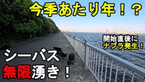 【神奈川県某所】今季当たり年でシーバス無限発生！？夏の終わりの時期に、関東地方の東京湾側に面している地域にある釣り場で海釣りをしていたら、開始直後にナブラが発生して…！【2025年9月上旬】