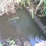 【タナゴ釣り 小物釣り】田んぼの間を流れる用水路で小物釣り 2025年9月中旬