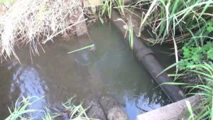 【タナゴ釣り 小物釣り】田んぼの間を流れる用水路で小物釣り 2025年9月中旬