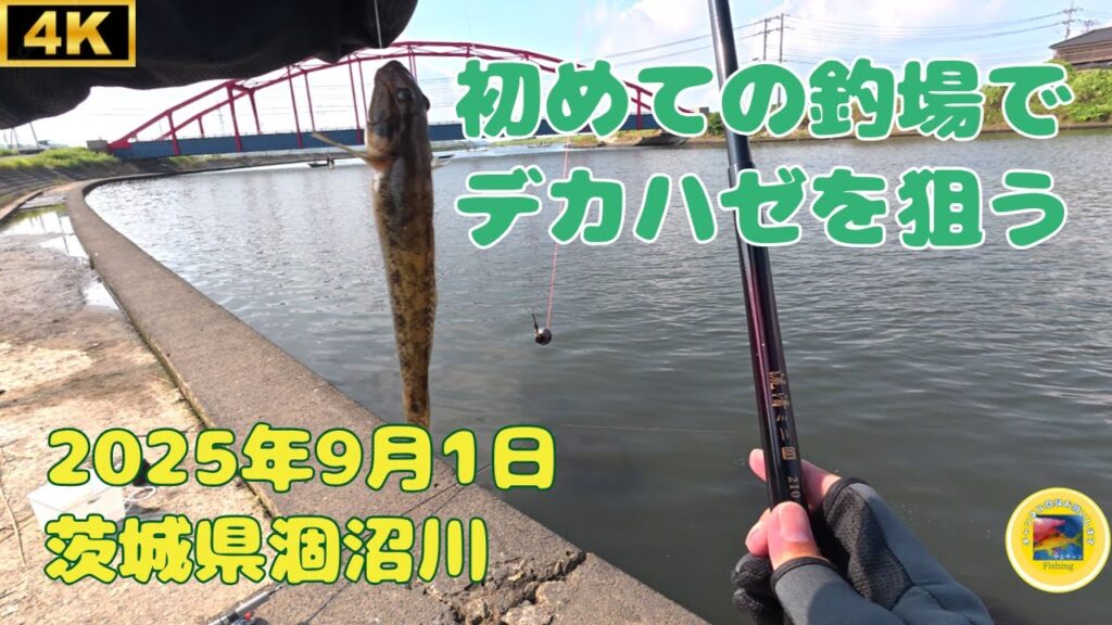 初めての涸沼川でハゼ釣り 2025年9月1日 茨城県 涸沼川 #釣り #ハゼ #涸沼川 #涸沼