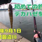 初めての涸沼川でハゼ釣り 2025年9月1日 茨城県 涸沼川 #釣り #ハゼ #涸沼川 #涸沼