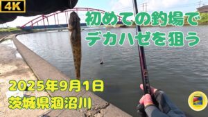 初めての涸沼川でハゼ釣り 2025年9月1日 茨城県 涸沼川 #釣り #ハゼ #涸沼川 #涸沼