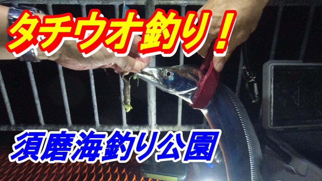 太刀魚釣り！須磨海釣り公園（神戸）太刀魚テンヤ釣り・ワインド釣り2025年9月13日#太刀魚#釣り#神戸