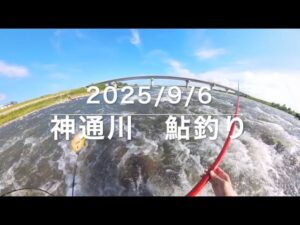 2025年9月6日 神通川 鮎釣り