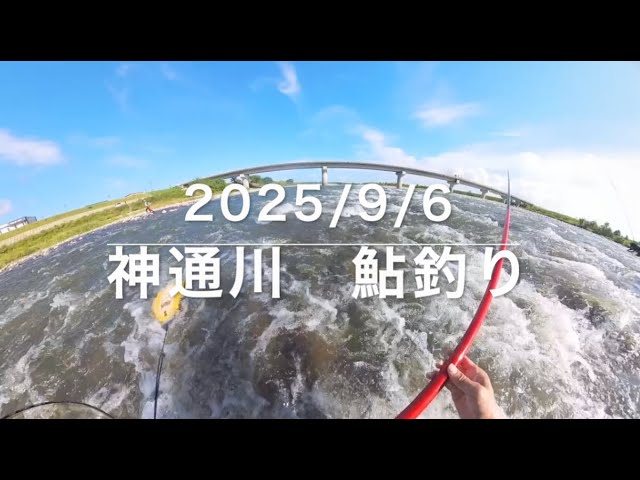 2025年9月6日　神通川　鮎釣り