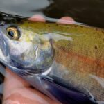 2025年9月8・9日 湯ノ湖釣行　婚姻色ヒメマス　婚姻色ホンマス　ニジマス