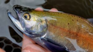2025年9月8・9日 湯ノ湖釣行　婚姻色ヒメマス　婚姻色ホンマス　ニジマス
