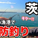 茨城県にある3つの漁港で秋の堤防釣り調査してみたら楽しすぎた！