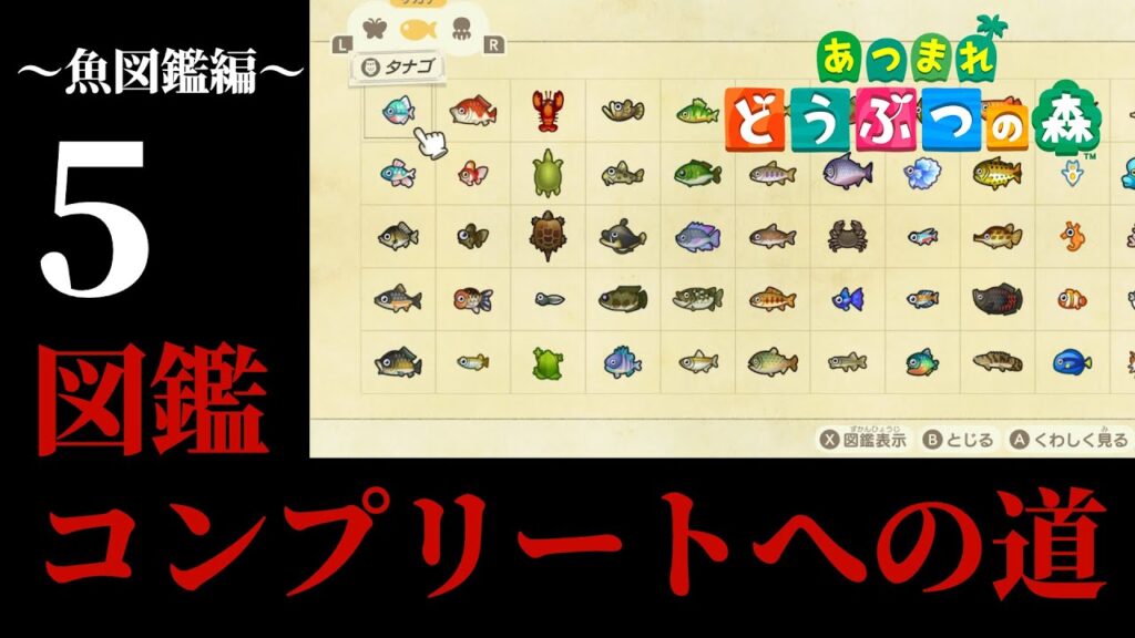 【あつまれどうぶつの森】海釣り編！今時期に釣れる魚全部釣ってやるぞ...！！　 5釣り目