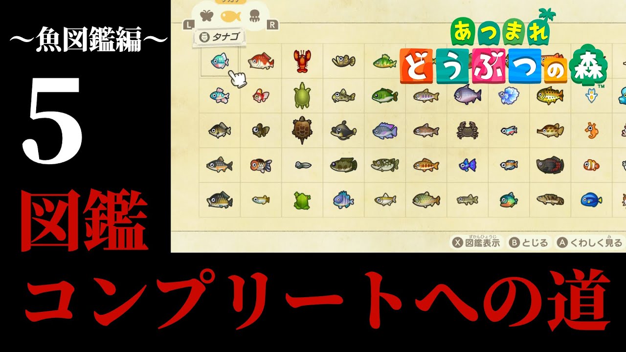 【あつまれどうぶつの森】海釣り編!今時期に釣れる魚全部釣ってやるぞ...!! 5釣り目