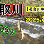 【5時間釣果45匹】板取川の長良川中央管轄区内で釣行。小ぶりですが、鮎は多く、数釣りが楽しめました【2025年アユ釣り】
