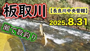 【5時間釣果45匹】板取川の長良川中央管轄区内で釣行。小ぶりですが、鮎は多く、数釣りが楽しめました【2025年アユ釣り】