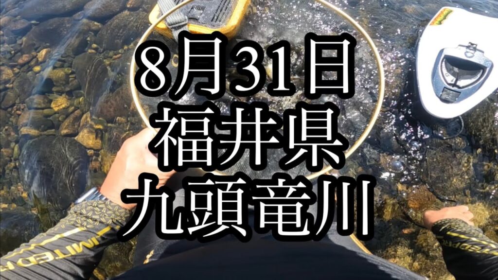 8月31日　福井県　九頭竜川　五松橋　鮎釣り