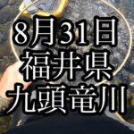 8月31日　福井県　九頭竜川　五松橋　鮎釣り
