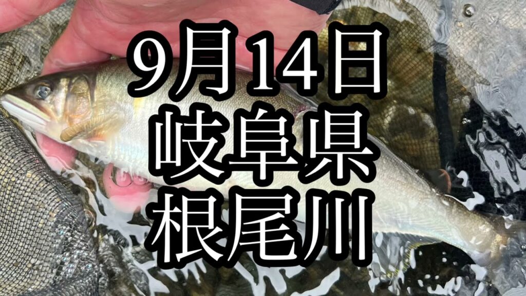 9月14日　岐阜県　根尾川　鮎釣り