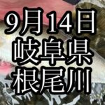 9月14日　岐阜県　根尾川　鮎釣り