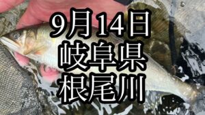 9月14日 岐阜県 根尾川 鮎釣り