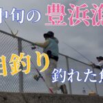 9月中旬の豊浜漁港で五目釣り！どこの釣り場も大混雑！2025.09.14