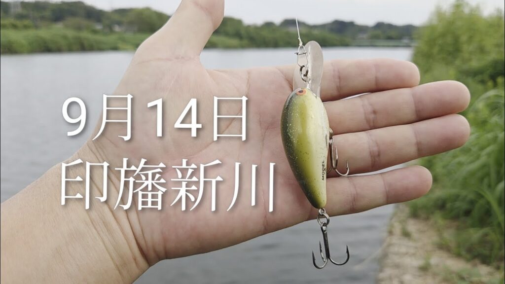 印旛沼水系　印旛新川バス釣り　ボーマーモデルA2025.9.14