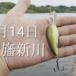 印旛沼水系　印旛新川バス釣り　ボーマーモデルA2025.9.14
