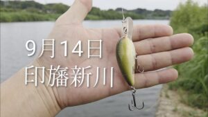 印旛沼水系　印旛新川バス釣り　ボーマーモデルA2025.9.14