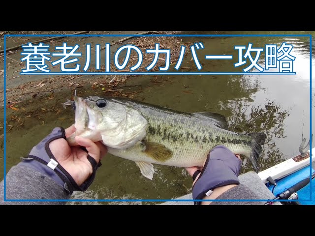 D-JIGcover＆エビソンを躍らせる。#高滝湖 #バス釣り #ディスタイル #バスフィッシング