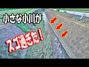 小さな川で挑戦!思わぬ展開のうなぎ釣り | Eel Fishing Challenge in a Small Stream! An Unexpected Turn of Events