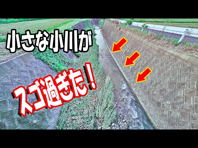 小さな川で挑戦！思わぬ展開のうなぎ釣り　｜　Eel Fishing Challenge in a Small Stream! An Unexpected Turn of Events