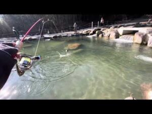 【大公開】人気爆発‼️大人気な管理釣り場【エリアトラウト】#Japanese rainbow trout#釣り#八丁堀