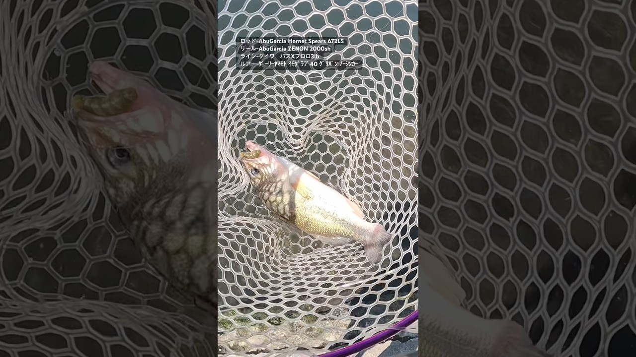 バス釣り　ｲﾓｸﾞﾗﾌﾞ 管理釣り場MAV 2025/09/06 #バス釣り #fishing #宮城ｱﾝｸﾞﾗｰｽﾞｳﾞｨﾚｯｼﾞ