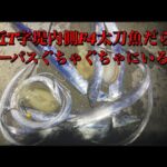 【浜名湖】海釣り公園 直近 釣り 台風直後 T字堤 爆釣 大漁 神回 こんな日あるんだ… 青物 シーバス 太刀魚 イカ アジ　11