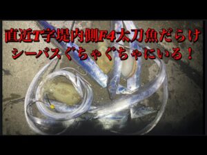 【浜名湖】海釣り公園 直近 釣り 台風直後 T字堤 爆釣 大漁 神回 こんな日あるんだ… 青物 シーバス 太刀魚 イカ アジ　11