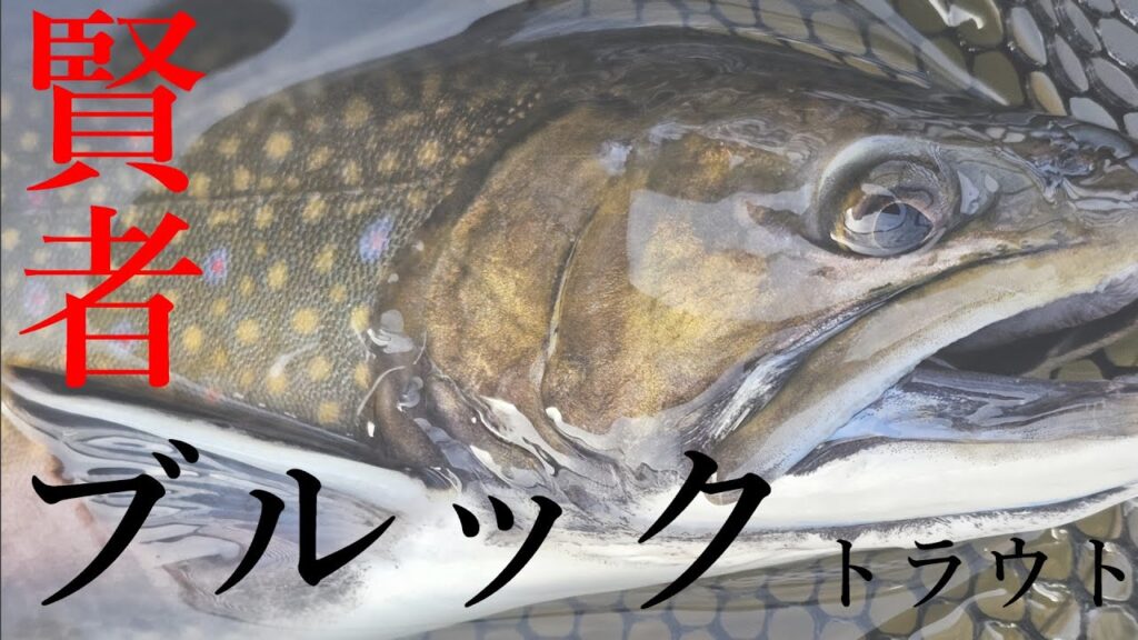 イロモノ多数？の賢者フィールド攻略【WADONA】【管理釣り場】【エリアトラウト】