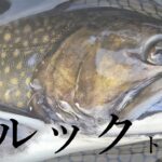 イロモノ多数？の賢者フィールド攻略【WADONA】【管理釣り場】【エリアトラウト】