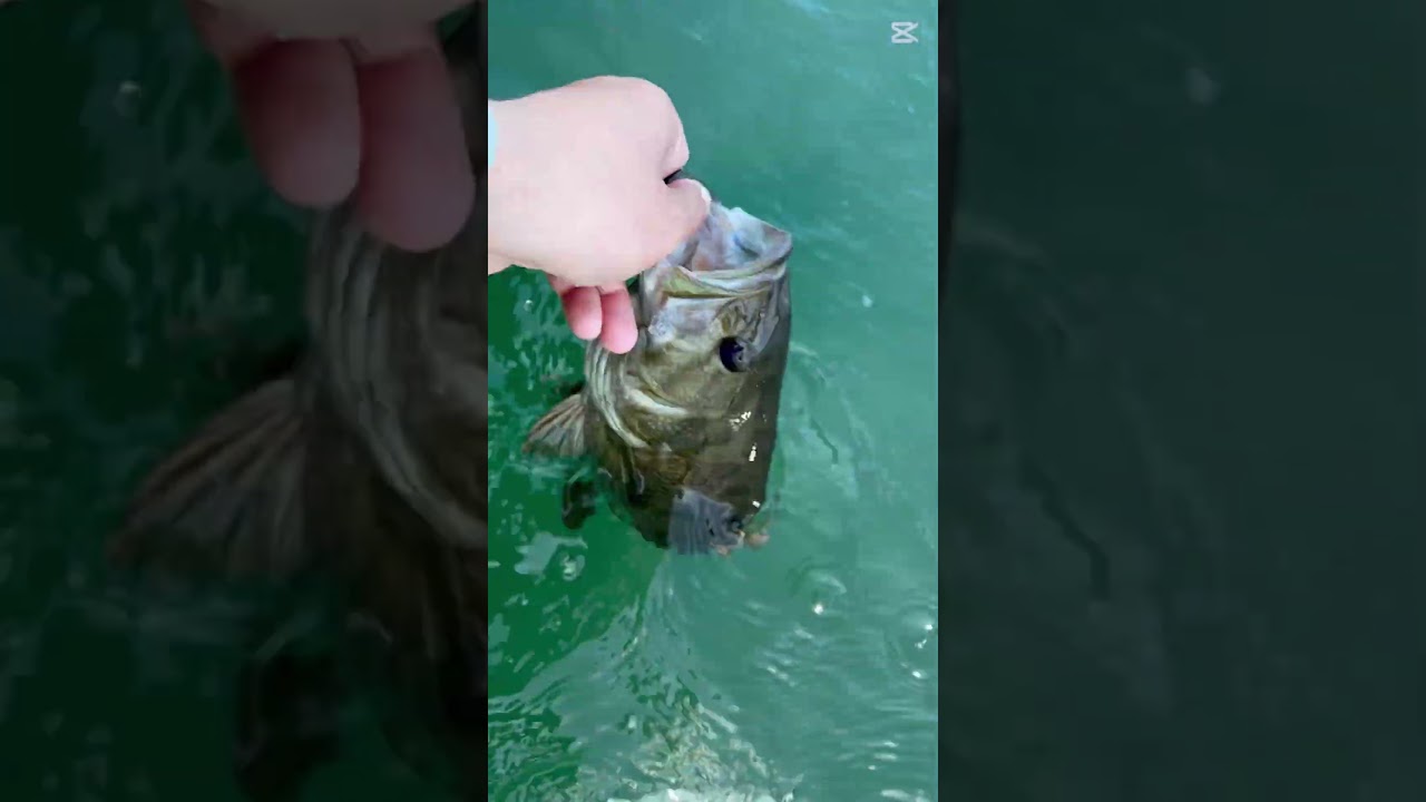 #バス釣り #水中撮影 #fishing #bassfishing #野尻湖 #釣り #アウトドア