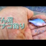 ブッシュ掻き分け一年ぶりのびん沼タナゴ釣り！　タイリクバラタナゴ　micro fishing. 　tanago