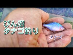 ブッシュ掻き分け一年ぶりのびん沼タナゴ釣り! タイリクバラタナゴ micro fishing. tanago