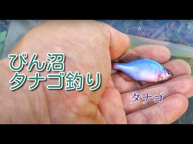 ブッシュ掻き分け一年ぶりのびん沼タナゴ釣り！　タイリクバラタナゴ　micro fishing. 　tanago
