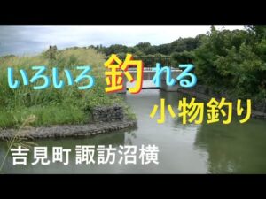 諏訪沼横の水路で、いろいろ釣れる小物釣り【吉見町】☆smallfishing in Saitama  Japan☆