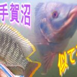 【手賀沼】今年も居るのか？春のティラピア釣り!!【tilapia】