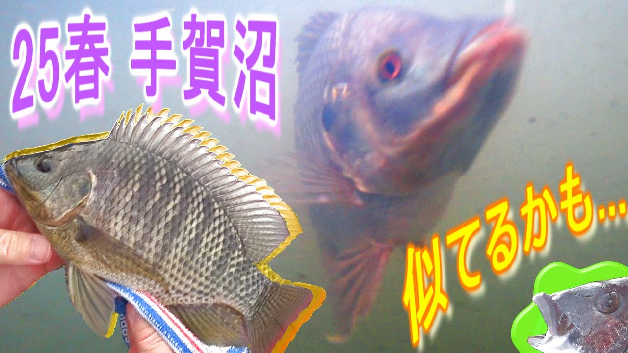 【手賀沼】今年も居るのか?春のティラピア釣り!!【tilapia】
