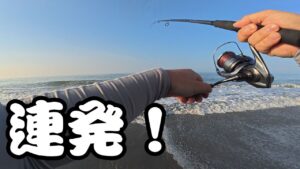 【遠州灘サーフ】で釣りしたら魚だらけでした