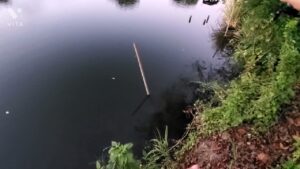 近藤沼釣り第２弾！　ボウズ編