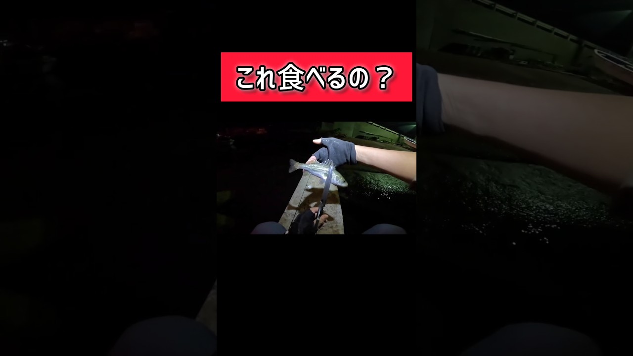 天に昇るほどの美味らしい　#海釣り#ジグ単#魚釣り