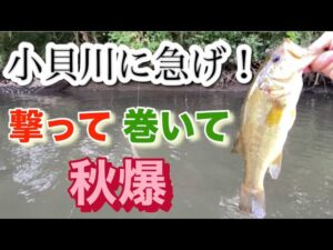 【小貝川バス釣り】動画アップの本日、爆釣です!!!